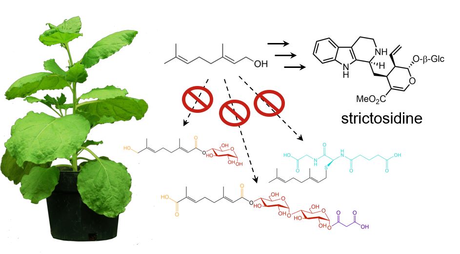 On the left is an image of a pot plant. On the right, a diagram showing CRISPR-Cas9 genome engineering to deactivate native enzymes that make unwanted modifications to the 11-step pathway to strictosidine.